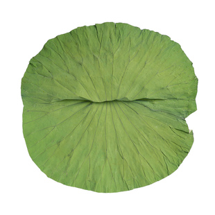 四川荷叶整张250g干荷叶叫花鸡糯米鸡木桶饭荷叶粥专用新鲜荷叶片