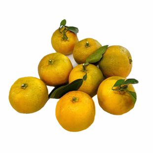 【现摘现发】金华正宗土代代果 玳玳果酸橙 代代橘枳实回青橙特产