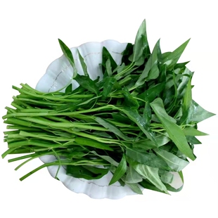 马家沟空心芹菜苗子苗籽芹菜心芹菜苗阳台四季盆栽种苗蔬苗孑菜苗