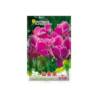 仙客来花种子花卉室内植物花盆栽花种籽子兔耳花阳台庭院萝卜海棠