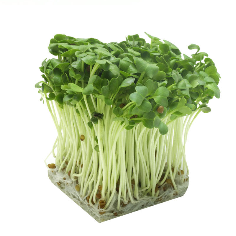蔬菜无土栽培小麦豆芽菜