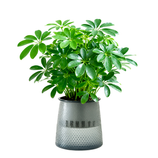 八方来财鸭脚木水培绿植物花盆栽老桩办公室内桌面客厅好养活树苗