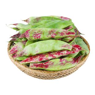 东北大油豆种子红花大马掌一点红油豆籽种焖豆角黑龙江油豆角种籽