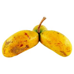 九月瓜苗盆栽地栽黄金蕉果树苗当年结果庭院爬藤八月瓜苗野生果苗