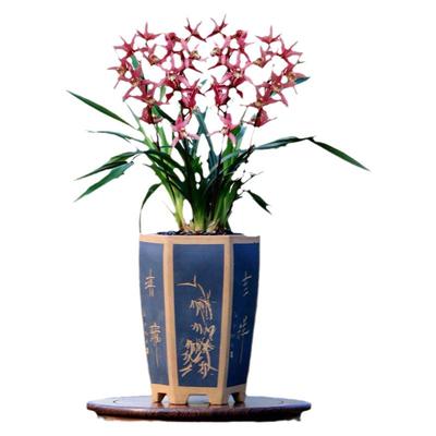 大花蕙兰红红火火粉色樱花带花香