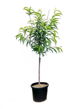 鹰嘴桃树苗嫁接苗盆栽当年结果苗