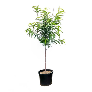 正宗广东连平鹰嘴桃苗红花嫁接鹰嘴蜜桃苗包成活桃树苗南北方可种