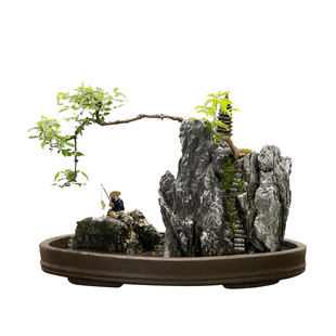 黄荆老桩盆景造型树桩植物室内客厅办公室高端中式盆栽庭院绿植