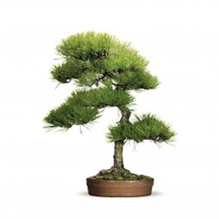 东北红松牙松籽树苗坚松子树苗可结松籽松子树盆栽松树苗四季常青