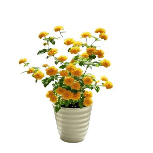 重瓣棣棠花庭院观赏花卉植物丛生棣棠苗木景观绿化苗木耐寒攀援