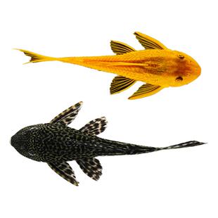 鱼缸清道夫活体清洁吃屎垃圾粪便清理藻类工具鱼热带淡水鱼观赏鱼