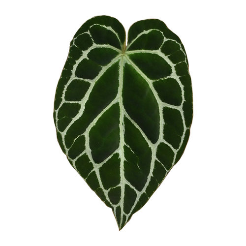 南美原种水晶哥伦比亚黑水晶籽播热植花烛黑凤凰盆栽植物植迷者