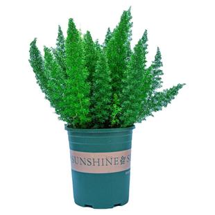 狐尾天门冬盆栽大室内阳台飘窗室外庭院花园好养网红植物花卉绿植