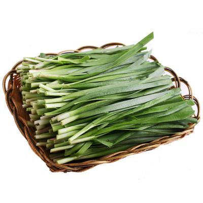 蔬菜紫根宽叶耐寒不休眠高产雪韭