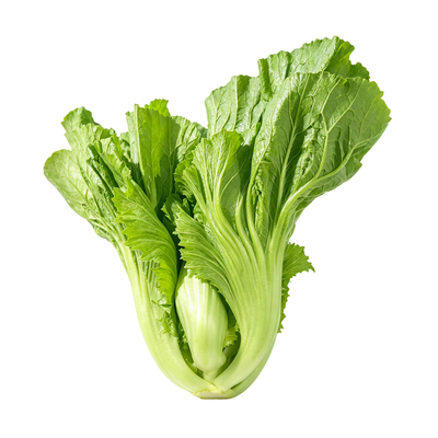 大肉包心芥菜种子四季播种品质好