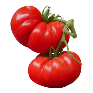 马蹄番茄苗水果老种籽苗秧瀑布大西红柿绿秧苗黑珍珠四季阳台盆栽