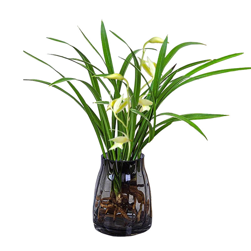 水培植物兰花盆栽建兰室内好养耐寒浓香型兰草名贵花卉现带花苞