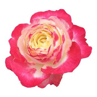 摩纳哥公爵月季盆栽大苗多季开浓香特大花卉阳台庭院植物勤花耐寒