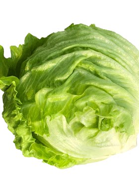 汉堡专用生菜即食球形生菜