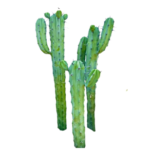 沙生植物造景仙人柱植物龙神木仙人掌盆栽室内庭院景观耐旱低维护