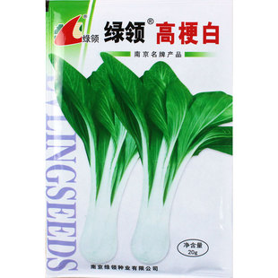 高梗白菜种子长箭杆白莱种籽子小白菜青菜籽种四季蔬菜孑菜籽菜种
