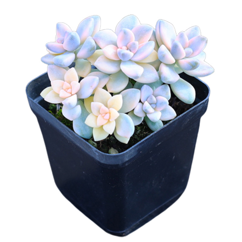 美杏锦新款群生多肉植物露养盆栽组合室内云南直发贵货阳台精品