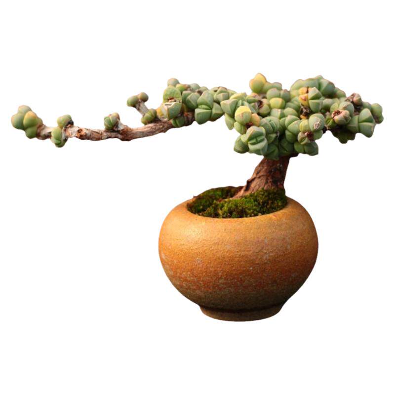鹿角海棠老桩迷你盆景大蘑菇控养多肉植物精品绿植带盆发一物一拍
