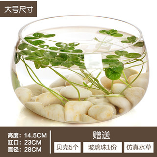 透明玻璃花瓶铜钱草水培植物花盆大码绿萝玻璃器皿客厅圆形鱼缸