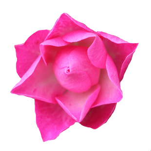 海蒂的花园 天荷/繁星微型月季花期长丰花多头阳台花卉植物盆栽苗