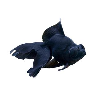 金鱼活体观赏鱼活体小金鱼冷水鱼黑龙睛红龙睛金鱼苗小中大型金鱼