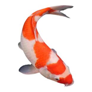 纯种锦鲤鱼苗红白大正昭和三色易存活耐寒冷水淡水鱼缸观赏鱼好养