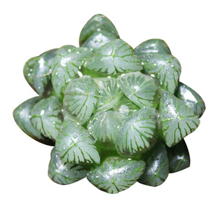 玉露多肉植物小盆栽寿锦潘氏冰灯十二卷办公室内玉扇雪国万象花卉