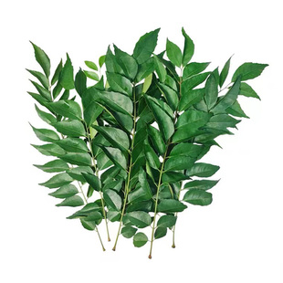 新鲜咖喱叶冬阴功汤料九里香叶泰国商用西餐香料烹饪调料用原料