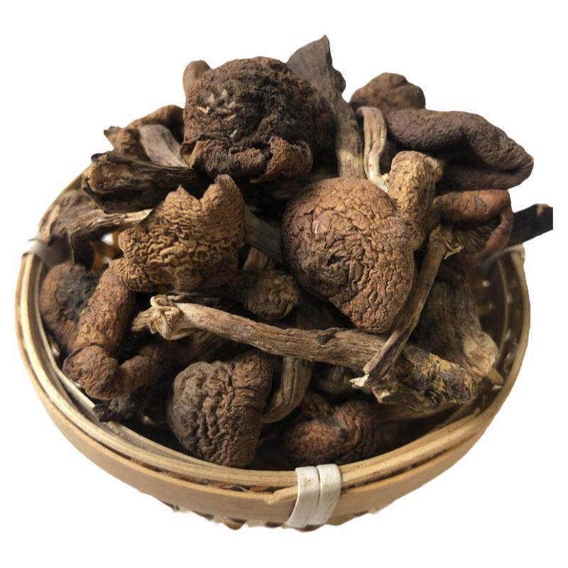 东北长白山榛蘑新货长白山特产小鸡炖蘑菇煲汤料食用菌干货榛小芽