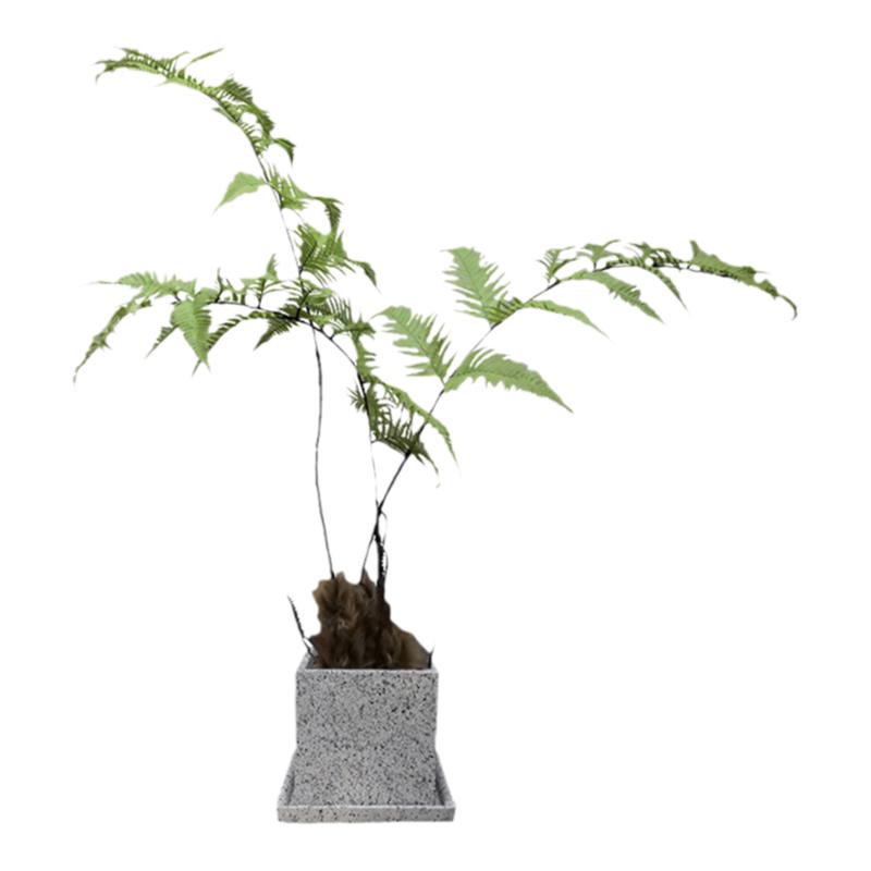 仿真绿植蕨类景观造景室内橱窗楼梯商业空间假植物高级仿生植物