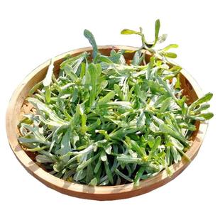 四川鼠曲草叶新鲜现摘清明草粑野生清明菜青团包邮佛耳绒毛菠菠草