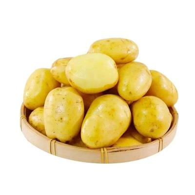 贵州新鲜现挖土豆新鲜土豆现挖黄心马铃薯洋芋蔬菜农家自种