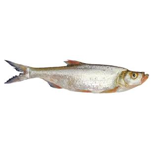 淡水鲜活大翘嘴鱼野养白鱼白刁鱼新鲜淡水鱼小刁子鱼翘嘴白鱼翘壳