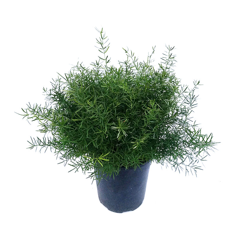 天门冬吊兰盆栽室内植物庭院客厅阳台千叶垂吊绿植四季多年生