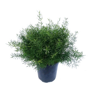 天门冬吊兰盆栽室内植物庭院客厅阳台千叶垂吊绿植四季多年生