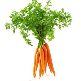 红芯七寸高产红胡萝卜种子籽种胡罗卜罗卜大全萝卜种籽孑子菜籽