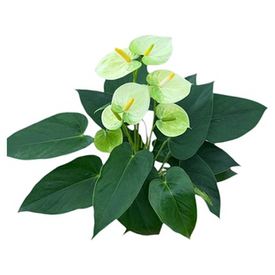 绿掌黄掌婉尼拉红掌水培植物室内花卉绿植盆栽开花好养活