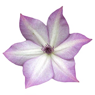 虹越铁线莲苗科琳F系市长红马丁铃铛魔法师耐寒好养爬藤盆栽多季