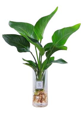水培植物天堂鸟绿植盆栽花卉植物室内客厅无土水培龟背竹四季常绿
