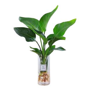 水培植物天堂鸟绿植盆栽花卉植物室内客厅无土水培龟背竹四季常绿