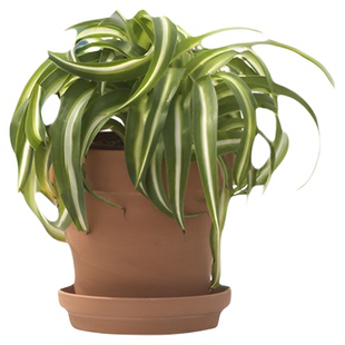 卷叶吊兰邦尼 Chlorophytum Bonnie 荷兰进口 网红室内绿植盆栽