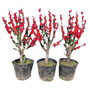 梅花树苗盆栽老桩庭院耐寒木本植物花卉浓香骨里红红绿梅阳台绿植