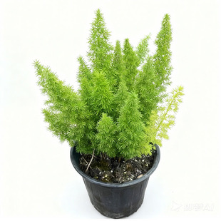 拾园记狐尾天门冬常青室内外耐寒耐热庭院阳台花园观叶绿植物盆栽