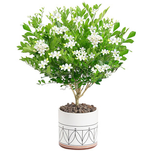 九里香盆栽老桩树苗浓香型办公室内桌面花卉小绿植七里香好养盆景