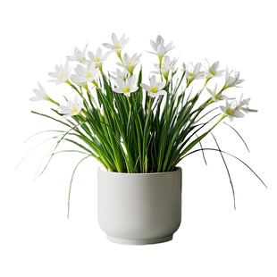 葱兰花苗盆栽地栽苗庭院别墅风雨兰工程绿化苗四季好养多年生葱莲